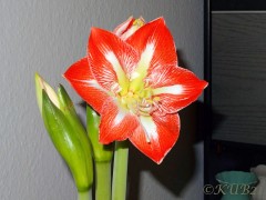 Amaryllis