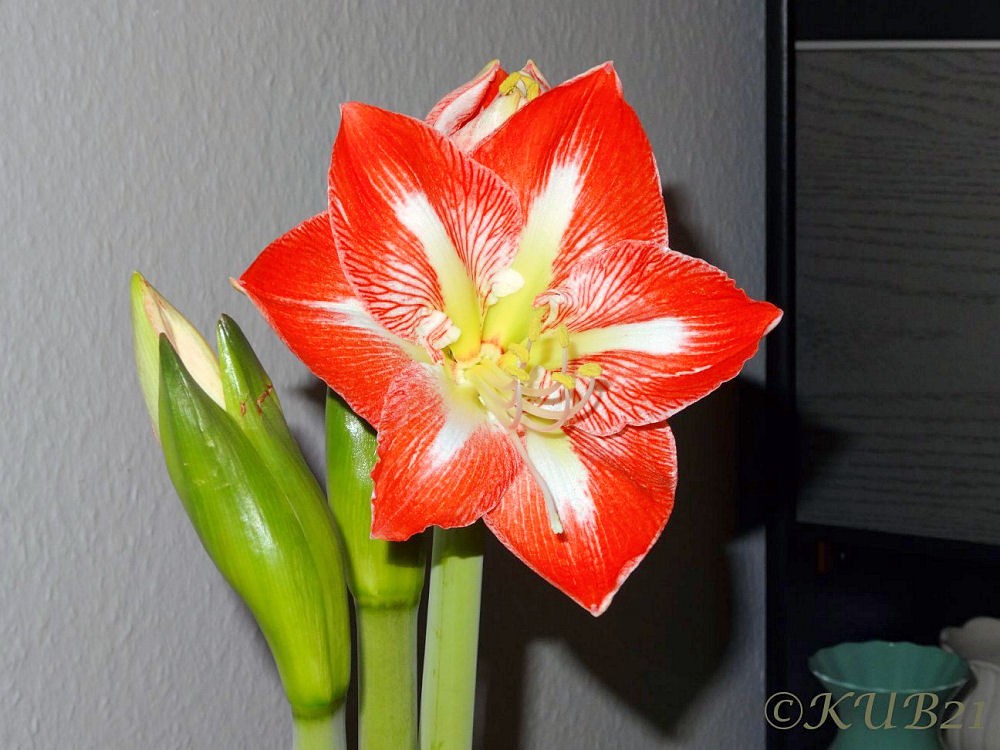 Amaryllis