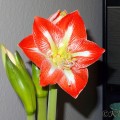 Amaryllis